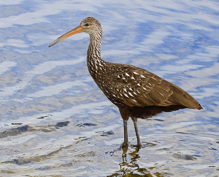 Limpkin Wading   P O'Malley
